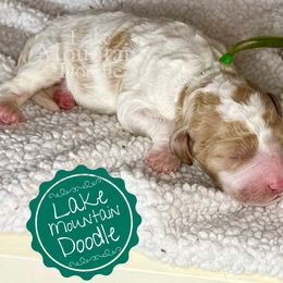 Australian Labradoodle, Double Doodle, Goldendoodle, and Labradoodle Puppies from Lake Mountain Doodle