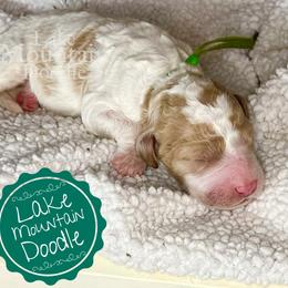 Australian Labradoodle, Double Doodle, Goldendoodle, and Labradoodle Puppies from Lake Mountain Doodle