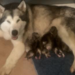 Alaskan Malamute puppies from Illusion Kennel
