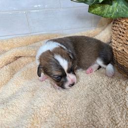 Gavin - Sable and white male American Corgi puppy in Stillwater, Oklahoma from Steele Family Farms