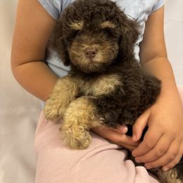 Brownie - Brown male Cavapoo puppy in Eagle Mountain, Utah from Liberty Farms Puppies