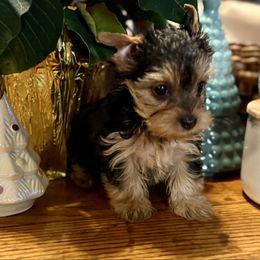 Noel - Black and tan female Yorkshire Terrier puppy in Tangipahoa County, Louisiana from Riche’ Louisiana Yorkies