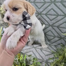 Braxton - Gold and white male Shihpoo puppy in Hartville, Missouri from Petty Paws