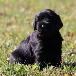Feather - Black female Giant Schnauzer puppy in Mount Sterling, Ohio from Northern Lights Working Dogs