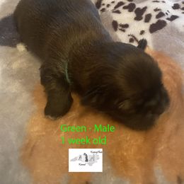 Collie, Lhasa Apso, and Rhodesian Ridgeback Puppies from Koenigplatz Kennel