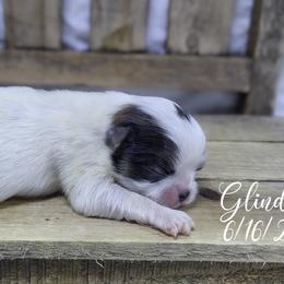Glinda - Sable and white female Japanese Chin puppy in Johnson City, Tennessee from Erin & Friends Japanese Chin