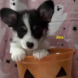 Jinx - Black and tan female Pembroke Welsh Corgi puppy in Murchison, Texas from Cattal Corgis