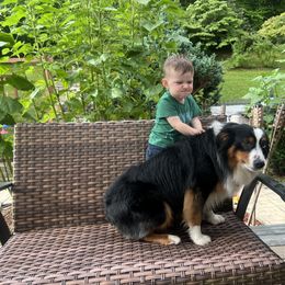 Charlie - Miniature Australian Shepherd