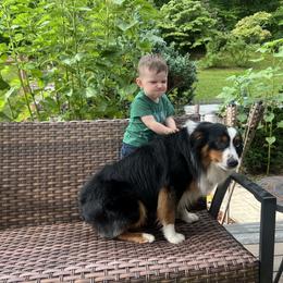 Charlie - Miniature Australian Shepherd