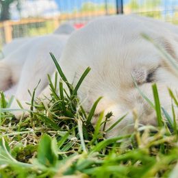 Labrador Retriever Puppies from Snowpeak English Labradors