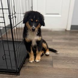 Dark pink - Black tri female Miniature Australian Shepherd puppy in 32046, Florida from River Hill Ranch