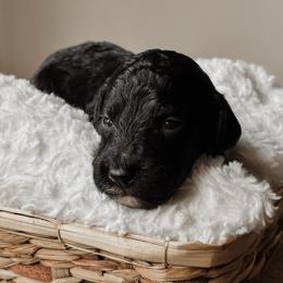 Winston - Black male Bernedoodle puppy in Cherryville, North Carolina from Mercy Doodles