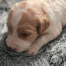 Suzie - Sable female Goldendoodle puppy in Kansas City, Missouri from Poppy's Doodles