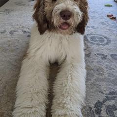 Labradoodle and Saint Berdoodle Puppies from ProAct Canines
