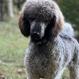 Goldendoodles and Poodles from Kanallakan’s Poodles & Doodles