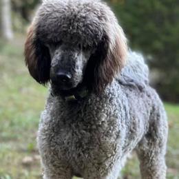 Goldendoodles and Poodles from Kanallakan’s Poodles & Doodles