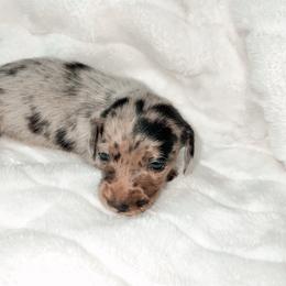 Lume - Dapple female Dachshund puppy in San Diego, California from Enchanted little dachshunds