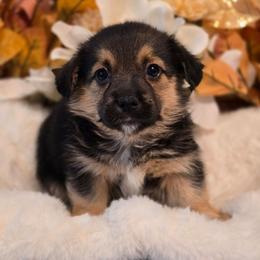 Cosmo - Black and tan male Companion Cross puppy in Austin, Texas from Cutest Corgi's of Austin