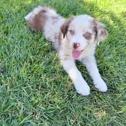 Caspian - Red merle male Miniature Australian Shepherd puppy in California from Eagle River Aussies