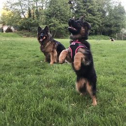 German Shepherd Puppies from Wataha Shepherds