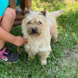 Hope - Cairn Terrier