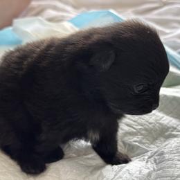 Pomeranian Puppies from Starlight Pomeranians