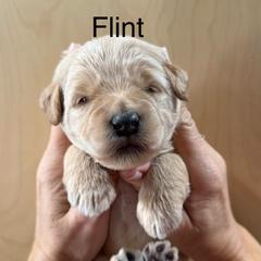 Flint - Cream male Whoodle puppy in Pima, Arizona from Schmidt's K9s