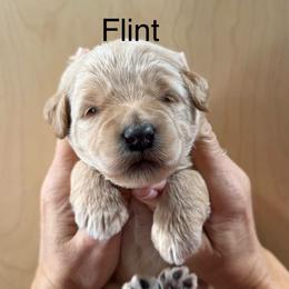 Flint - Cream male Whoodle puppy in Pima, Arizona from Schmidt's K9s