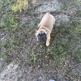 French Bulldog Puppies from Frenchie Love Bugs