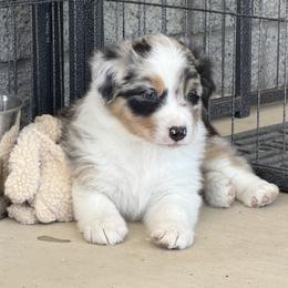 George - Blue merle male Australian Shepherd puppy in Phoenix, Arizona from Heartfire Aussies