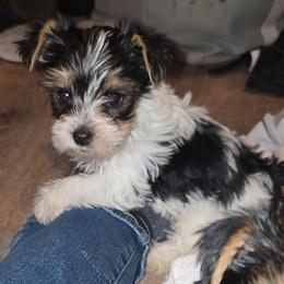 Spade - Parti male Yorkshire Terrier puppy in Lakeland, Florida from You Me & The Yorkies