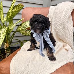 Timber - Black female Bernedoodle puppy in Buda, Illinois from Hamilton Farm Doodles