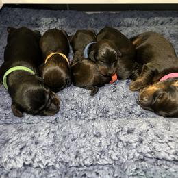 Dachshund Puppies from Rare Treat Dachshunds