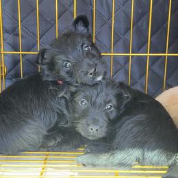 Black girl - Orange Collar - Black female Scottish Terrier puppy in Wellston, Ohio from White Apple Kennel