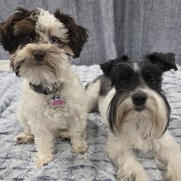 Miniature Schnauzer puppies from Western Slope Labradoodles and Mini Schnauzers