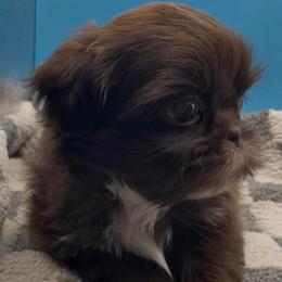 Beryl - white collar - Chocolate male Shih Tzu puppy in Clarksburg, West Virginia from Pilgrim Shih tzu