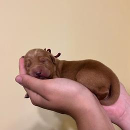 Red Collar Male - Yellow male Labrador Retriever puppy in Hurtsboro, Alabama from PARK’s Family Farm