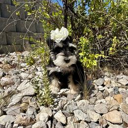 Daytona - Black and silver female Miniature Schnauzer puppy in Huntington, Utah from Schnauzers on Robinson Lane