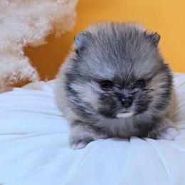 Mickey - Cream sable male Pomeranian puppy in Los Angeles, California from Pommies of LA
