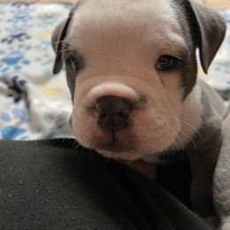 Olde English Bulldogge Puppies from Gods Of Olympus Bulldogges