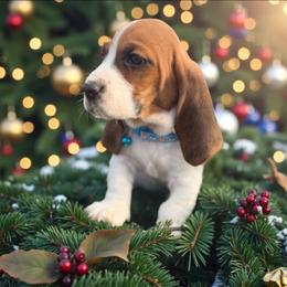 Steve - Mahogany and white male Basset Hound puppy in Inman, Nebraska from Sandhill Hounds of Nebraska