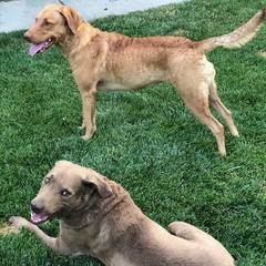Chesapeake Bay Retrievers from Stone Mountain Chesapeakes