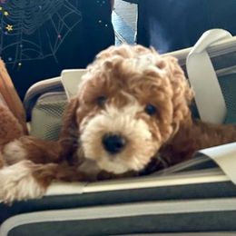 Goldendoodle Puppies from Furever Doodle