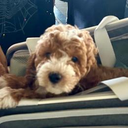 Goldendoodle Puppies from Furever Doodle