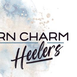 Australian Cattle Dogs from Southern Charm Heelers