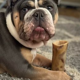 Bulldogs from Lexie's Bulldogs