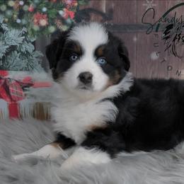 Luna - Black tri-color female Australian Shepherd puppy in Fultonville, New York from Sandy Aussies & Pomeranians