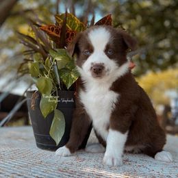 Miniature Australian Shepherd, Shih Tzu, and Toy Australian Shepherd Puppies from River Springs Aussies