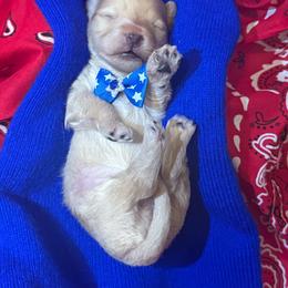 Boy 1 - Apricot male Maltipoo puppy in Cottondale, Florida from Pat’s precious puppies