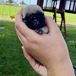 Dixie - Fawn Pug puppy in New Haven, Indiana from Milan Pugs